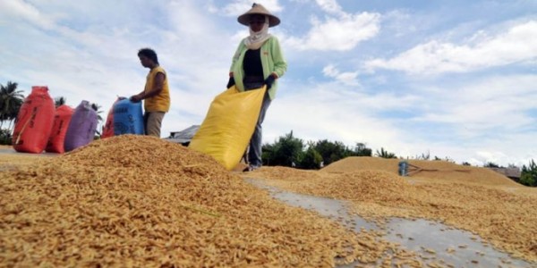 Harga Tinggi, Bulog Kesulitan Serap Gabah Petani
