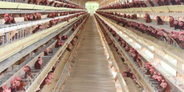 Kurangi Resiko Penyakit Infeksi, Peternak Unggas Didorong Terapkan Biosecurity 3 Zona