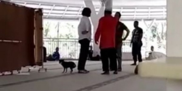 MUI Yakin Perempuan Bawa Anjing ke Masjid Kondisinya Nggak Waras