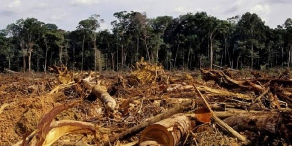 Pemerintah Diminta Tindak Tegas Pelaku Perusak Hutan