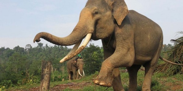 Seorang Petani Tewas Diinjak Gajah