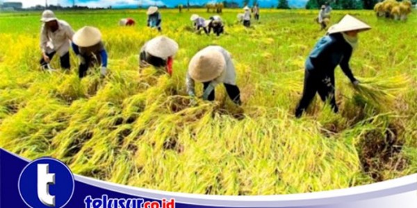 Sukabumi Sudah Panen Raya Padi