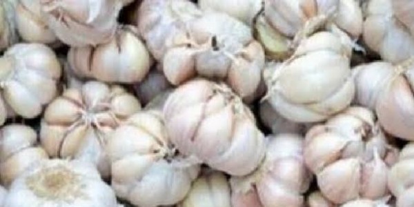 Impor Bawang Putih Ganggu Petani Lokal