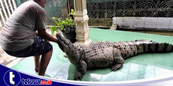 Buaya Bogor Ini Jalani Karantina di Cisarua