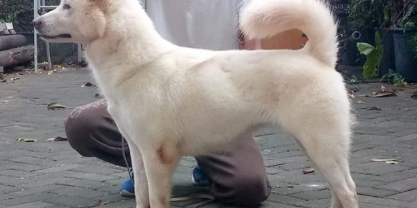 Anjing Kintamani Diakui Jadi Ras Dunia