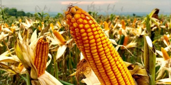 Kementan Tegaskan Produksi Jagung Mencukupi Kebutuhan Pakan Ternak Seluruh Daerah