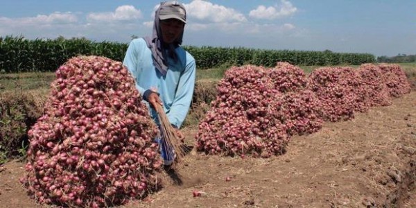 Bibit Bawang Brebes Tak Cocok di Sumbar