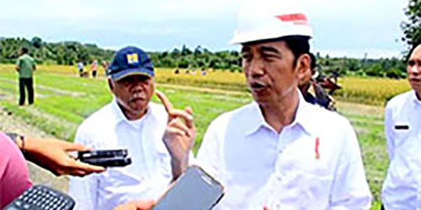 Blusukan Ke Jatim, Presiden Panen Jagung Di Tuban
