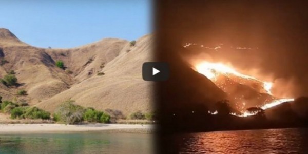 Jika Terbukti, Pembakar Pulau Komodo Terancam Denda 10 Miliar