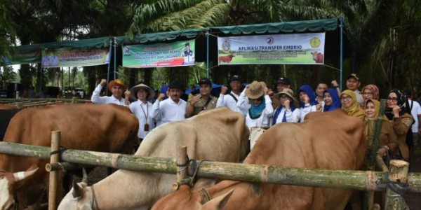 Percepat Peningkatan Populasi, Kementan Dorong Upsus Siwab di Sumut