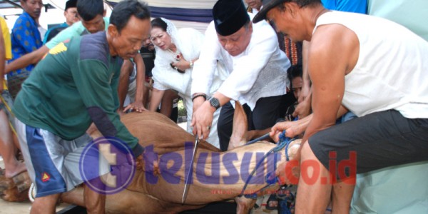BTN Berbagi Hewan Qurban 1.337 Sapi Dan Kambing