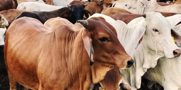 800 Kantong Daging Hewan Qurban SD Mudipat akan Disalurkan pada Masyarakat
