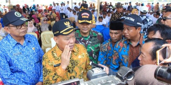 MUSIM KEMARAU, PETANI DI LAMONGAN PANEN PADI