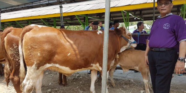 Kementan Optimis Target Swasembada Daging Sapi 2026 Tercapai
