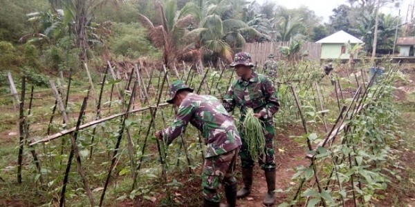 Prajurit TNI ‘Sulap’ Lahan Kosong Jadi Kebun Sayur