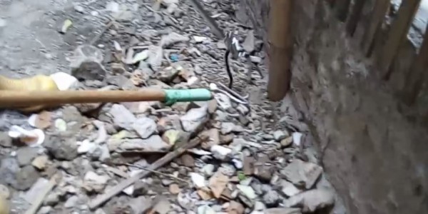 Petugas Damkar Cakung Evakuasi Sembilan Ular Kobra