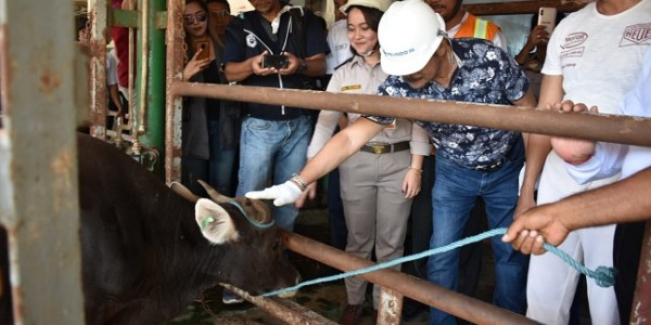 Kementan Dan Pemda NTT Komitmen Perkuat Gratieks Komoditas Peternakan