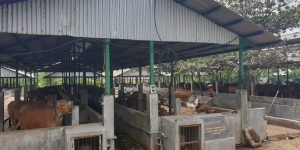Kementan Optimis Swasembada Daging Sapi Pada 2026 Terwujud