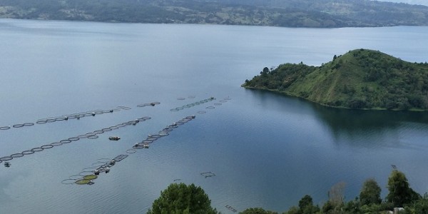 Bisnis Ikan Nila Di Danau Toba