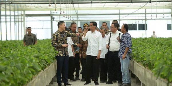 Tinjau Pembibitan Berkapasitas 300 Juta, Jokowi: Ini Bisa Kurangi Substitusi Impor