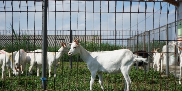 Penuhi Protein Hewani, Kementan Tambah Jumlah Kambing Saanen