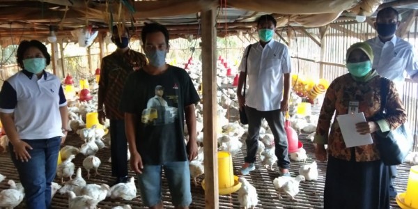 Kementan Dorong Penyerapan Ayam Ras Peternak Mandiri 