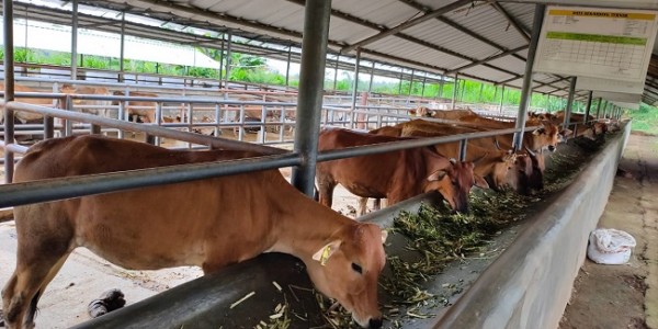 Kementan Dorong Pengembangan Sumber Daya Ternak Lokal Sapi Pasundan