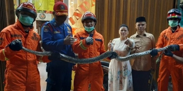 Seekor Ular Sanca 3,5 Meter Dievakuasi dari Balik Keramik Lantai Rumah Warga