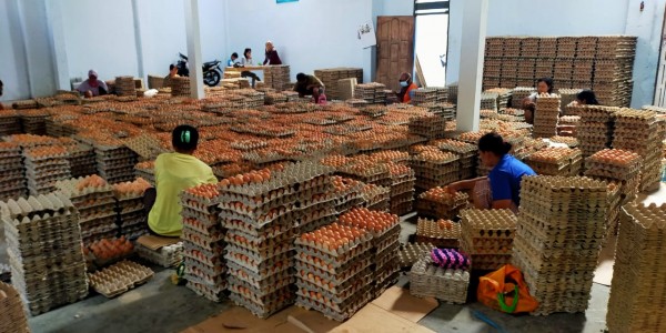 Kementan: Harga Ayam dan Telur Beranjak Naik ke HPP, Peternak Lega