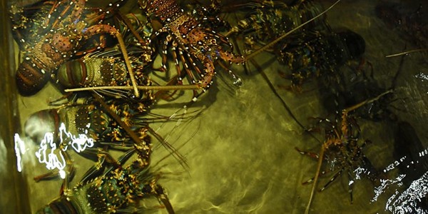 Kader Gerindra Dibalik Ekspor Benih Lobster, Pengamat: Kongkalikong Parpol Cari Sumber Finansial