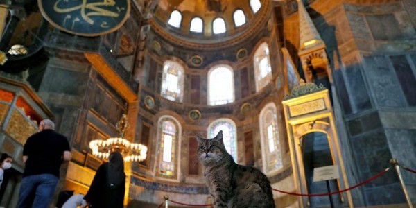 Hagia Sophia Jadi Masjid, Kucing Ini Jadi Perbincangan