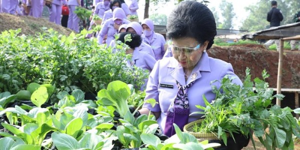 Ketua IKKT Pimpin Panen Raya Sayuran