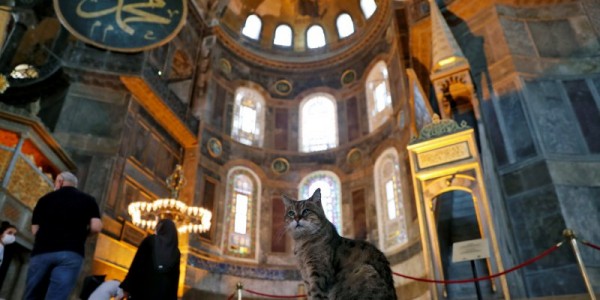 Rumahnya Berubah Jadi Masjid, Gli Si Kucing Tetap Jadi Penghuni Hagia Sophia