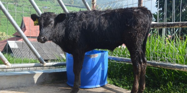 Kementan Harap Sapi Wagyu Bisa Penuhi Kebutuhan Daging Di Indonesia