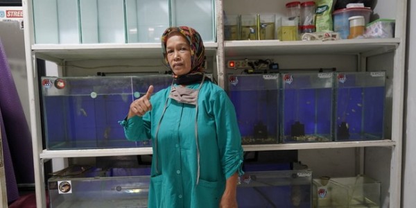 Berkat Banpres Produktif, Bisnis Budidaya Ikan Lohan di Kuningan Bangkit Lagi 