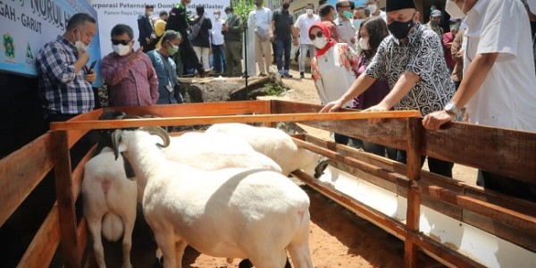 Kemenkop Dukung Inovasi Korporatisasi Peternak Domba di Garut, Ini Keuntungannya