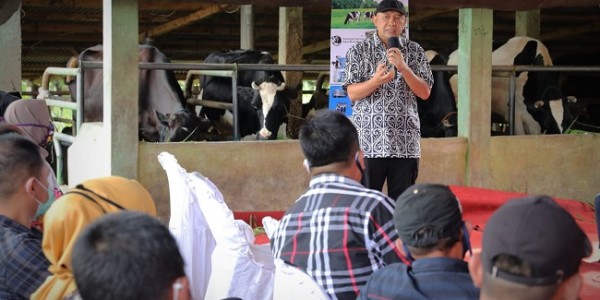 Koperasi Peternak Sapi Didorong Punya Industri Pengolahan Susu