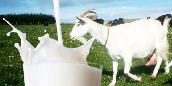 Wow... Ternyata Susu Kambing Bermanfaat Untuk Tubuh