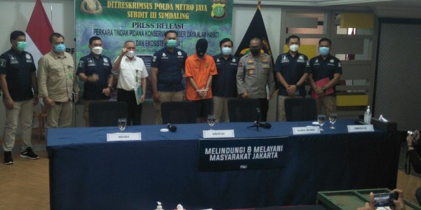Pelaku Penjual Hewan Endemik Ditangkap, Bayi Orangutan dan Lutung Disita