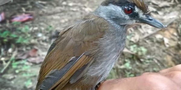 Burung Pelanduk Yang Punah 172 Tahun, Ditemukan Lagi di Kalsel