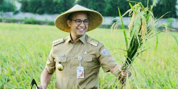 Jaga Ketersediaan Beras di DKI, Anies Ikut Panen Raya di Cilacap