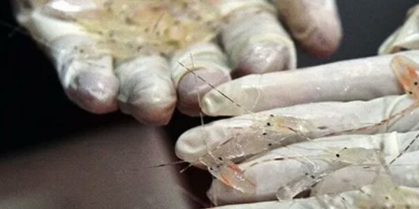 Bareskrim Gagalkan Penyeludupan Satu Mobil Penuh Benih Lobster di Cilegon
