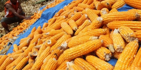 Atasi Kenaikan Harga Pakan, Ini yang Dilakukan Kementan 