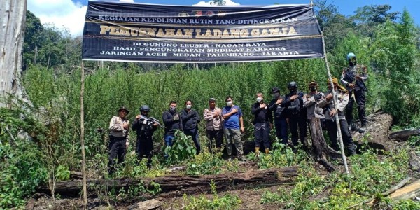 Total Tujuh Hektare, Polri Musnahkan Ladang Ganja Senilai Rp 842 Miliar