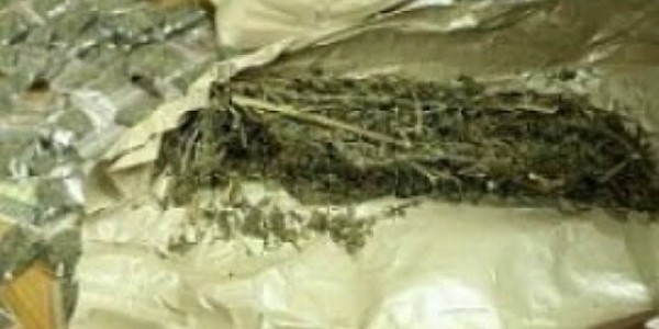 Dua Bandar Ditangkap di Jonggol, Lebih dari 52 Kilo Ganja Disita Polisi