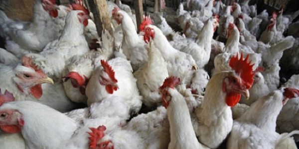 Lindungi Peternak, Kementan Upayakan Stabilisasi Perunggasan Nasional