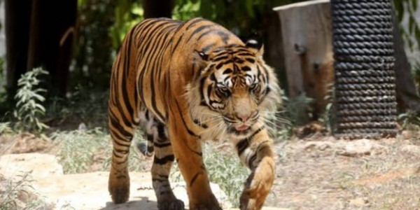 Petugas Kebersihan di Taman Safari Tewas Diterkam Harimau