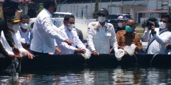 Komite II DPD RI Tinjau Tambak Udang Vaname di Aceh Timur