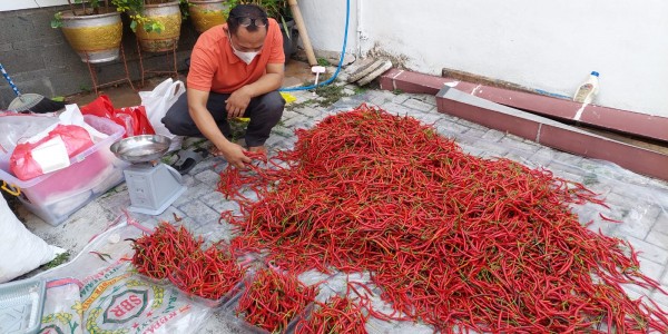 Sambut Hari Tani, PKS Borong dan Bagikan Cabe ke Masyarakat