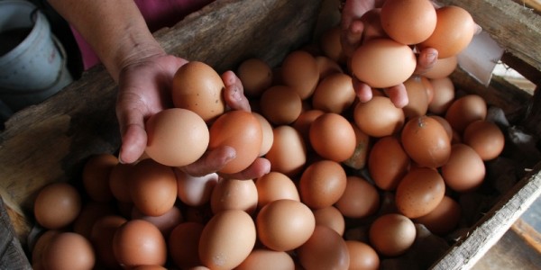 Ini Strategi Kementan Jaga Stabilisasi Harga Telur Ayam Ras